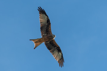 Grosser Vogel am blauen Himmel - mäusebussard