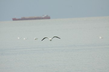 gull