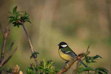 Carbonero