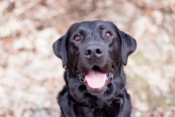 portrait outdoors of a beautiful black labrador sitting on the floor and looking at the camera. pets outdoors