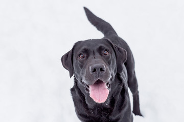 beautiful black labrador in the snow with happy face, enjoying nature. Winter season. pets outdoors