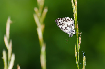 butterfly meadow