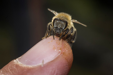 A friendly bee licking a finger.