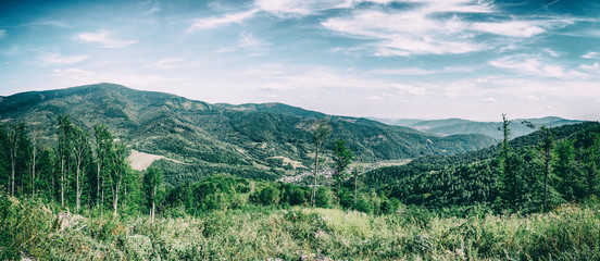 forest hills landscape