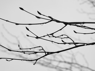 Some branches with drops in winter time