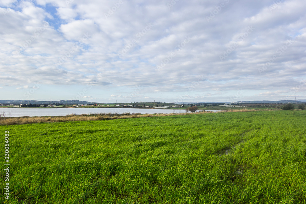 Wall mural green summer meadow and pond with blue cloudy sky