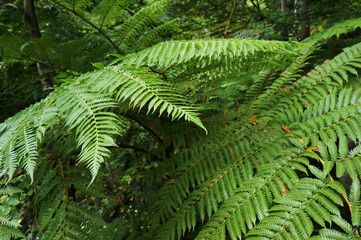 Green foliage of fern.