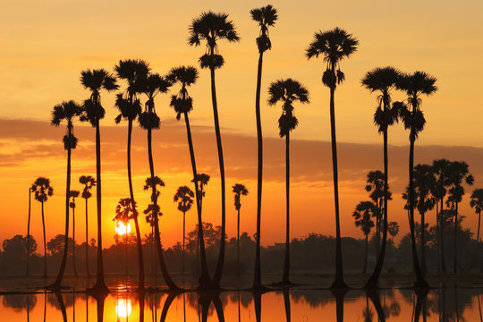 Colorful sunrise landscape with silhouettes of sugar palm trees on the rice field