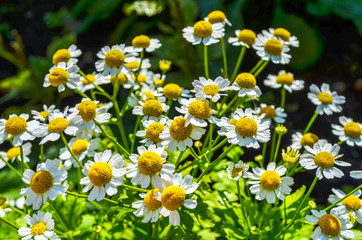 Fototapeta premium Bright daisies with white petals