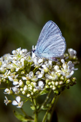butterfly of daffodil
