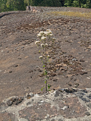 Überlebenskünstler