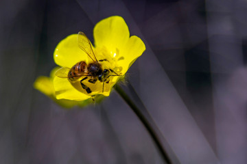bee of flower