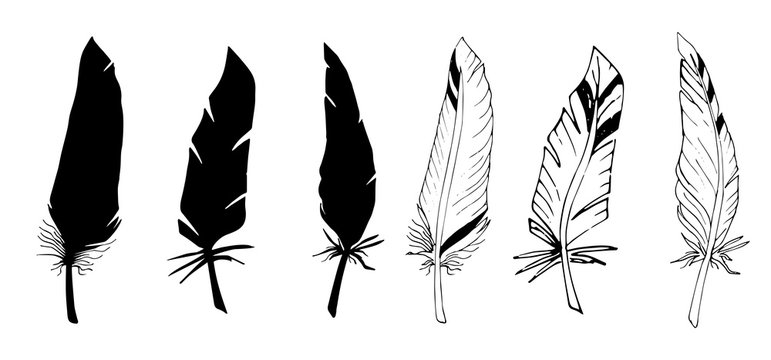 Collection of black and white feathers