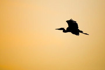 Graureiher im Sonnenlicht