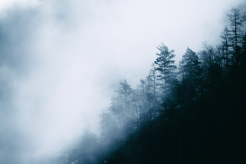 Fototapeta na wymiar misty forest