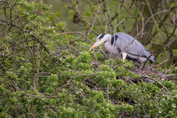 Fototapeta premium Graureiher