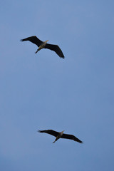 Zwei Graureiher im Flug
