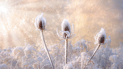 Dried wild teasel flower heads covered with hoarfrost 