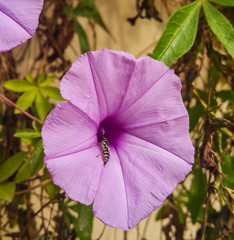 A close-up image of a bee pollinating in a purple morning glory flower.