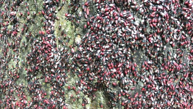 Lots of red and black firebug or Pyrrhocoris apterus nymphs creeping on bark. Young soldier insects on tree. Colony of larval instars of Pyrrhocoridae bug. Hemiptera group showing aggregation behavior