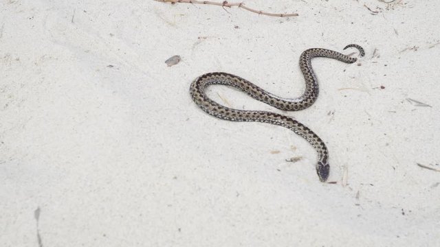 A rare european adder moving in sand