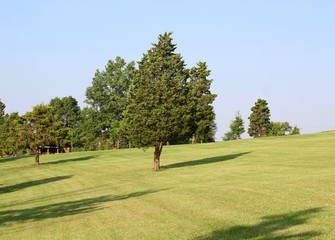 The trees and the green grass hill landscape on a sunny day