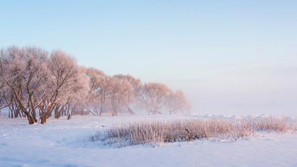 Winter landscape