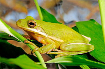 Fototapeta premium Amerikanischer Laubfrosch (Hyla cinerea) - American green tree frog
