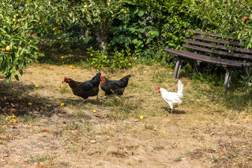 Bio chickens and apple trees