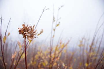 Beautiful autumn leaf