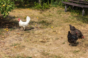 Bio chickens and apple trees