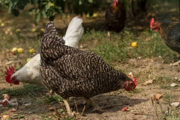 Bio chickens and apple trees