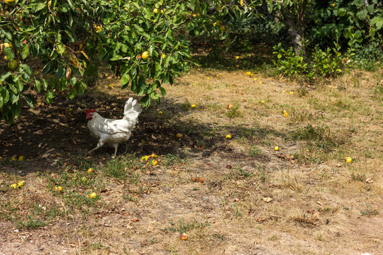 Bio chickens and apple trees