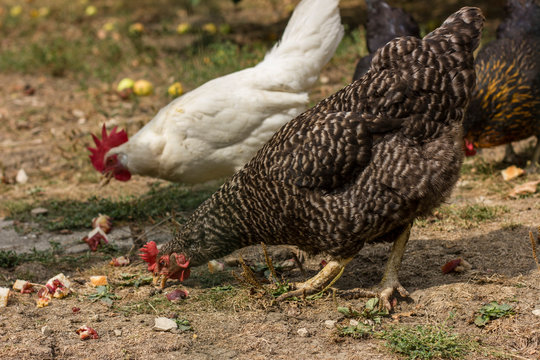 Bio chickens and apple trees