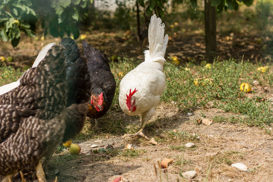 Bio chickens and apple trees