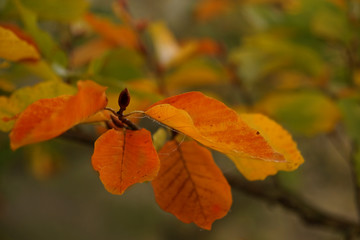 Herbst - Fall