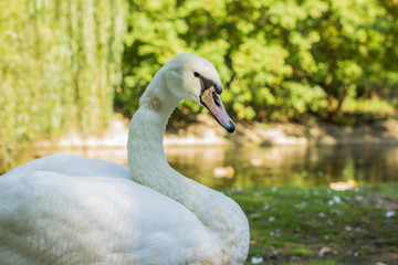 farm animal goose portrait in outdoor park nature environment vivid background