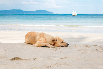 Fototapeta na wymiar the dog lies on the beach near the sea