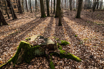 Tree stump covered by moss with tree shadows