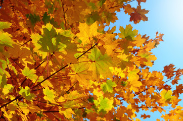 Naklejka na ściany i meble Beautiful colorful autumn maple leaves on a blue sky background.