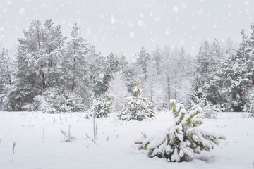 Winter nature in snowfall