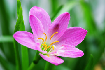 Fototapeta premium close up of beautiful pink rain lily flower