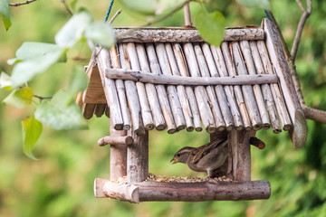 Heimische Vögel bei der Fütterung