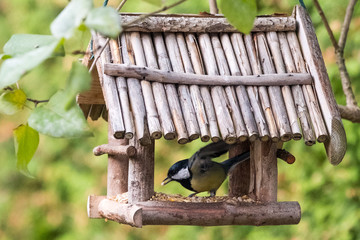 Heimische Vögel bei der Fütterung