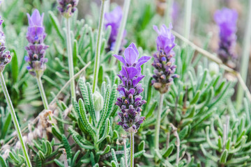 Purple lavender green bush during day