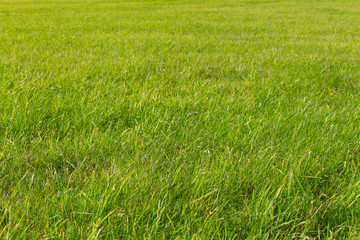 Obraz na płótnie Canvas Green grass texture from a field