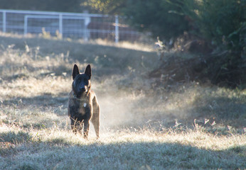 Guard dog on alert in the country on the farm