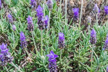 Purple lavender green bush during day