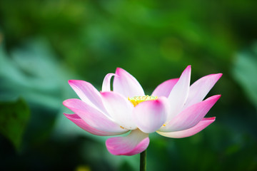 Fototapeta premium close up of blooming beautiful lotus flower background