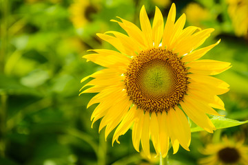 beautiful sun flower in the field of blooming sunflower